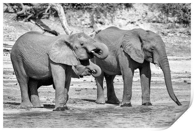 Elephants on bank of Chobe River in Botswana mono Print by Angus McComiskey