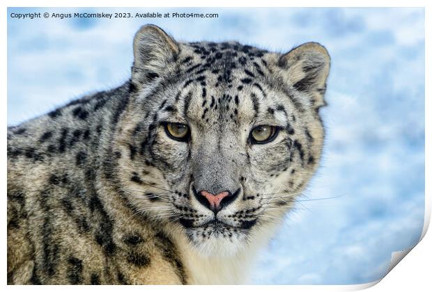 Snow leopard face to face Print by Angus McComiskey