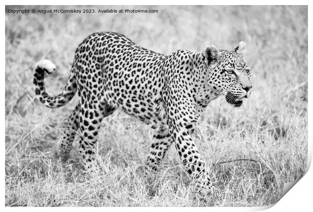 Leopard on the move in Botswana (monochrome) Print by Angus McComiskey