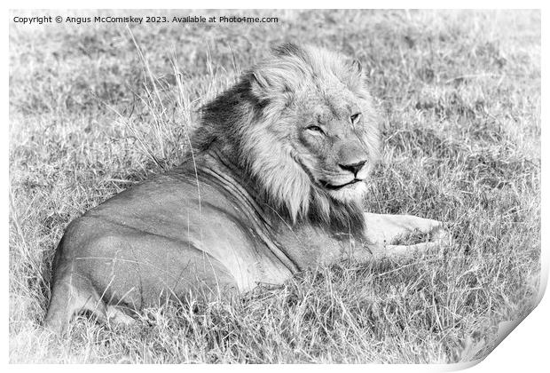 Male lion Botswana (monochrome) Print by Angus McComiskey