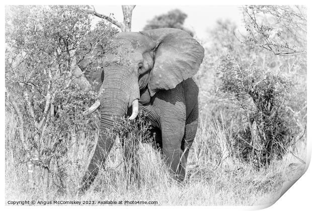 Mature bull elephant in grassland, Botswana mono Print by Angus McComiskey