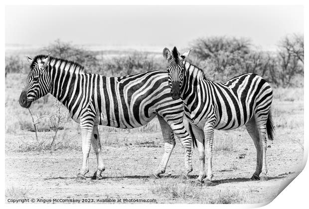Zebra family Etosha National Park, Namibia Print by Angus McComiskey