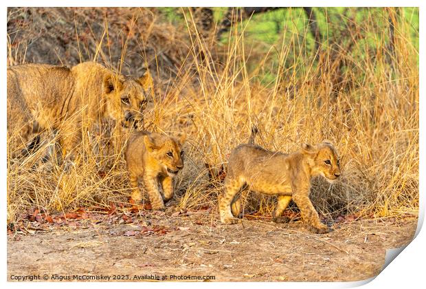 Lioness with cubs Zambia Print by Angus McComiskey