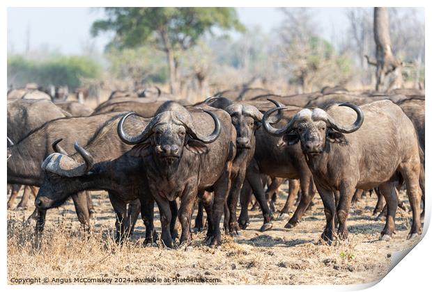 Curious cape buffalo, Zambia Print by Angus McComiskey