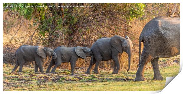 Follow my leader - African elephant calves Zambia Print by Angus McComiskey