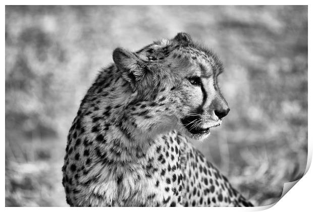 Portrait of a cheetah sitting Print by Angus McComiskey