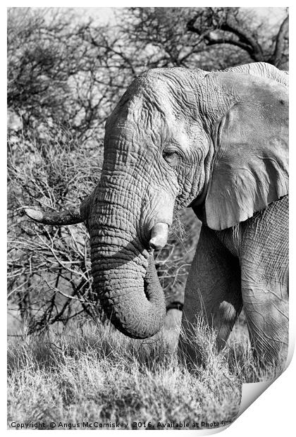 Solitary bull elephant feeding Print by Angus McComiskey