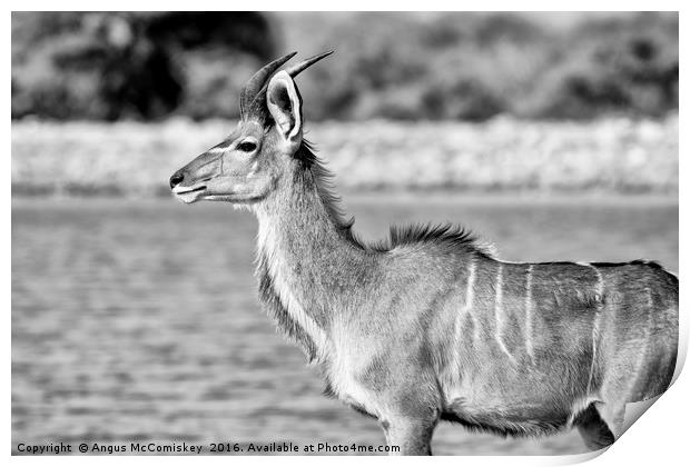 Young male kudu  Print by Angus McComiskey