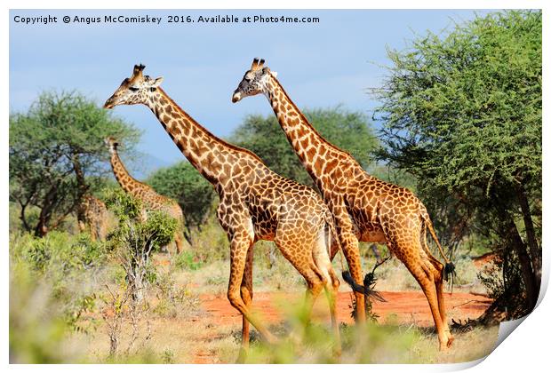 Giraffes browsing acacia trees Print by Angus McComiskey