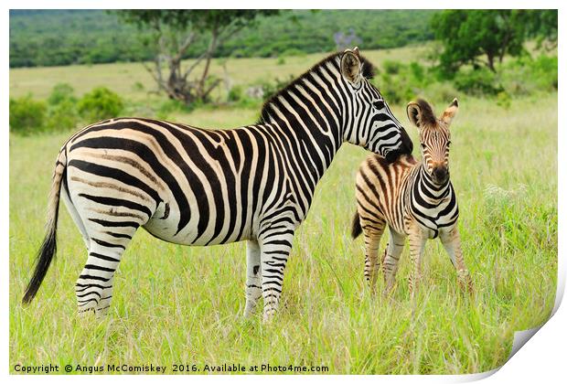 Female zebra with foal Print by Angus McComiskey