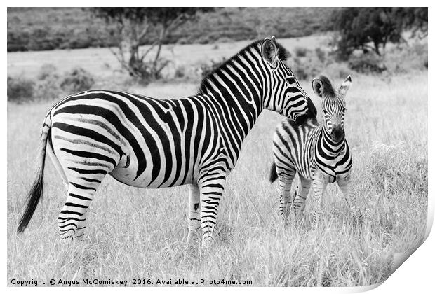 Female zebra with foal mono Print by Angus McComiskey