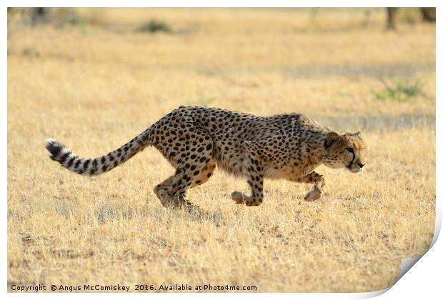 Cheetah springs into action Print by Angus McComiskey