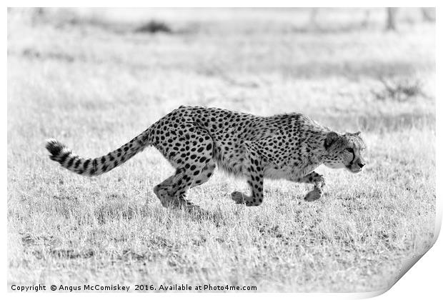 Cheetah springs into action mono Print by Angus McComiskey
