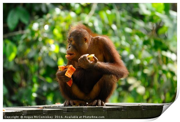 Young male orangutan eating fruit Print by Angus McComiskey