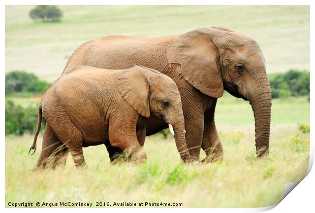 Female elephant with calf Print by Angus McComiskey