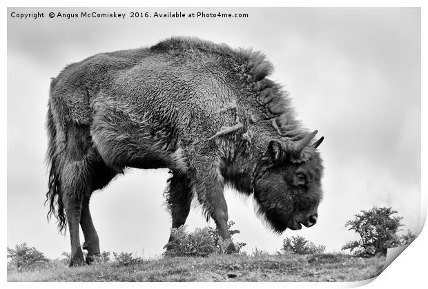 Lone European bison mono Print by Angus McComiskey