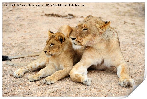 Lioness with cub Print by Angus McComiskey