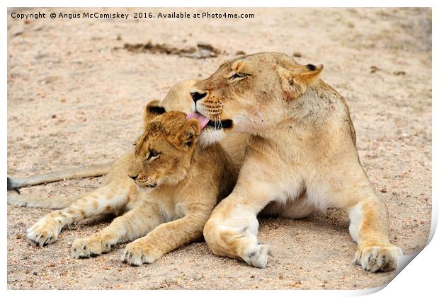 Lioness grooming cub Print by Angus McComiskey