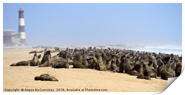 Cape fur seal colony Print by Angus McComiskey