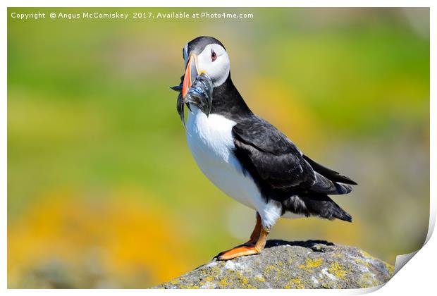 Atlantic Puffin with sand eels Print by Angus McComiskey