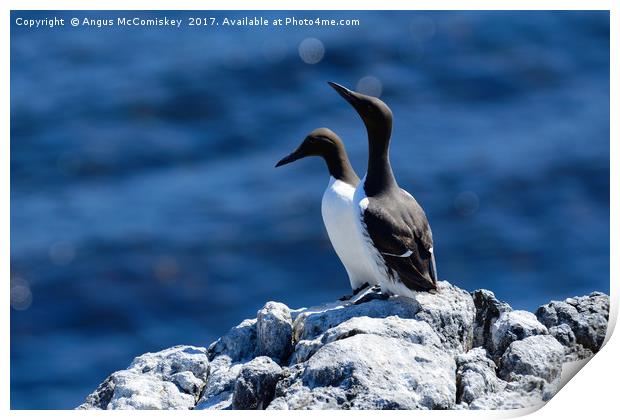 Pair of Guillemots on rock ledge Print by Angus McComiskey
