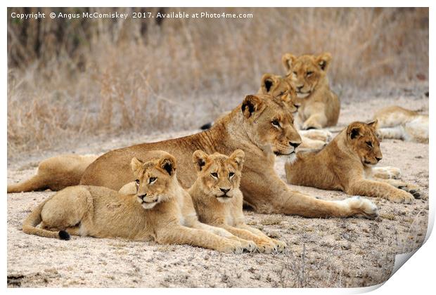 Lioness with cubs Print by Angus McComiskey