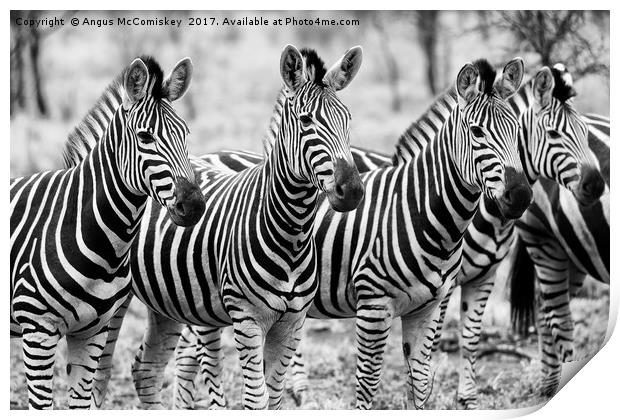 Zebra line up (mono) Print by Angus McComiskey