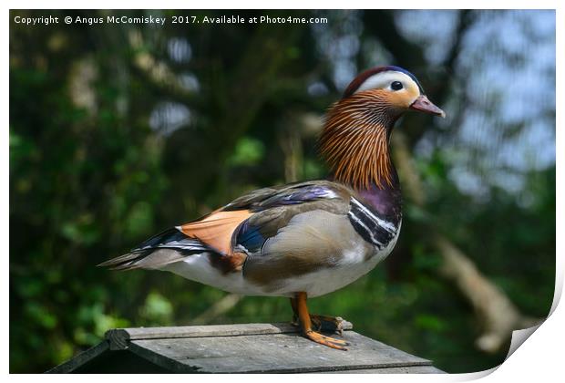 Mandarin duck Print by Angus McComiskey