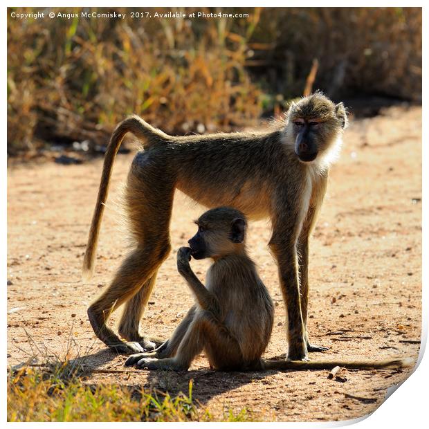 Baboon with young, Taita Hills Game Reserve, Kenya Print by Angus McComiskey