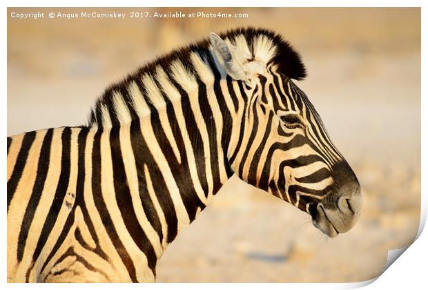 Zebra portrait at first light Print by Angus McComiskey