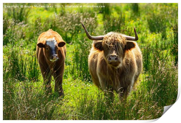 Backlit highland cattle Print by Angus McComiskey
