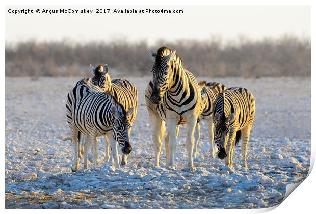 Group of zebras at waterhole at first light Print by Angus McComiskey