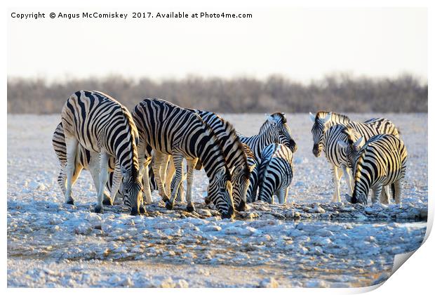 Zebras drinking at waterhole at first light Print by Angus McComiskey