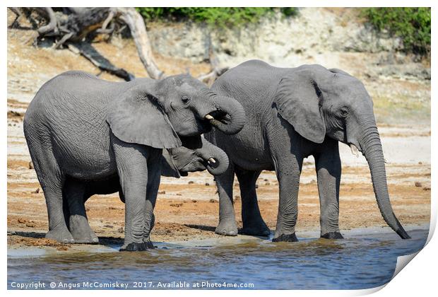 Elephants drinking on bank of Chobe River Botswana Print by Angus McComiskey