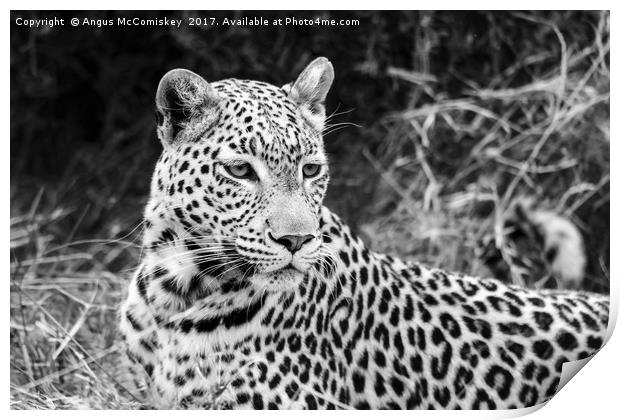 Leopard portrait Botswana (mono) Print by Angus McComiskey