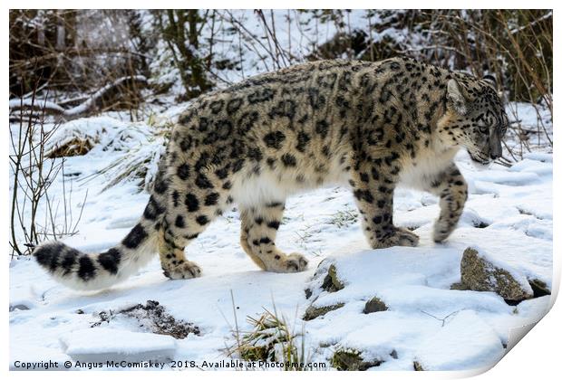 Snow Leopard Print by Angus McComiskey
