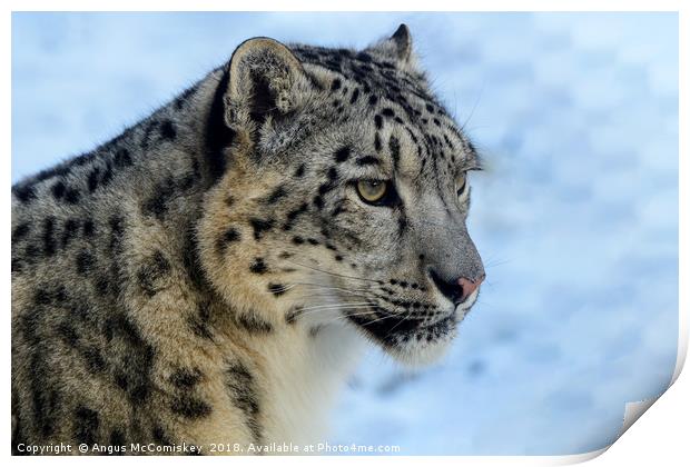 Snow leopard portrait Print by Angus McComiskey