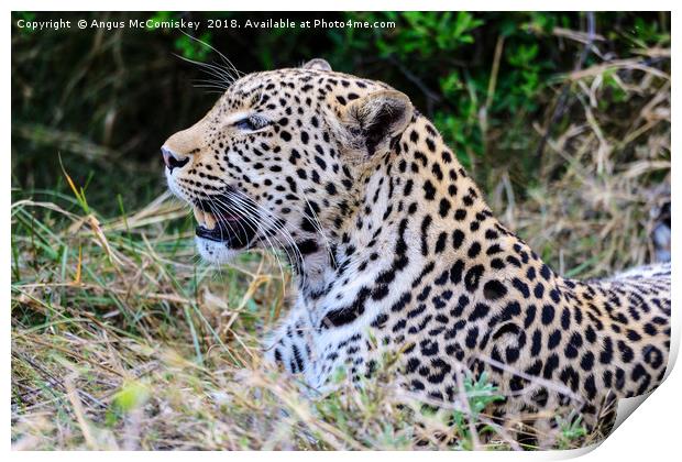 Watchful leopard Botswana Print by Angus McComiskey