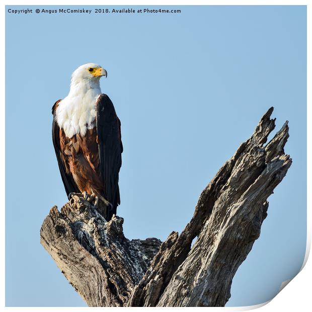African fish eagle Print by Angus McComiskey