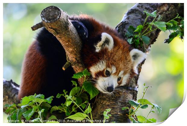 Red panda sitting in tree Print by Angus McComiskey