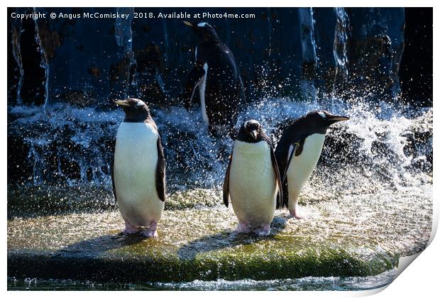 Bath time at the penguin enclosure Print by Angus McComiskey