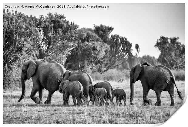 Elephants on the move Uganda mono Print by Angus McComiskey