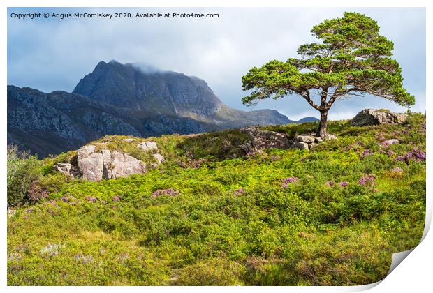 Lone Scots pine and Slioch Print by Angus McComiskey