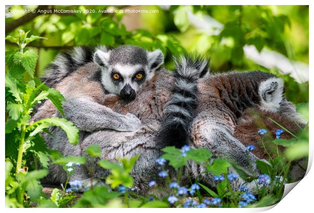 Ring-tailed lemur Print by Angus McComiskey