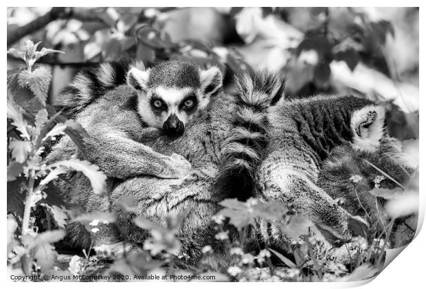 Ring-tailed lemur mono Print by Angus McComiskey