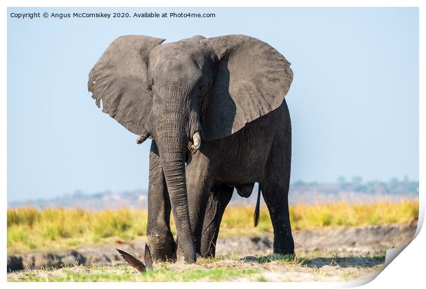 Defiant young bull elephant on bank of Chobe River Print by Angus McComiskey