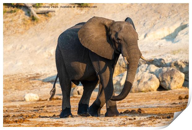 Solitary bull elephant by the Chobe River, Botswan Print by Angus McComiskey