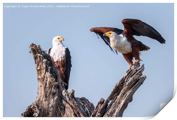 Pair of African fish eagles Print by Angus McComiskey
