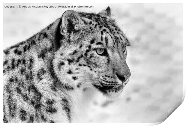 Snow leopard portrait mono Print by Angus McComiskey