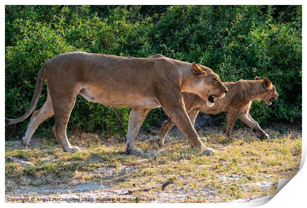 Lions on the prowl in Botswana Print by Angus McComiskey